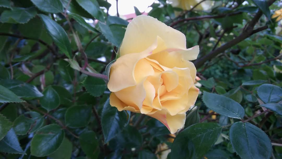 FB-IMG-1746560130121