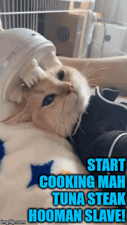 Cat-Massager.gif
