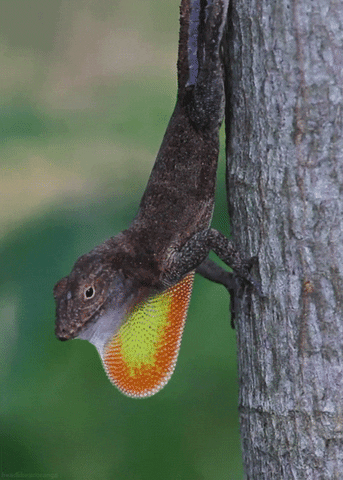 lizard-day-1.gif