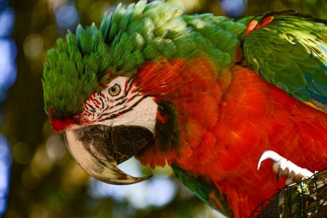 Macaws Lifespan in Captivity