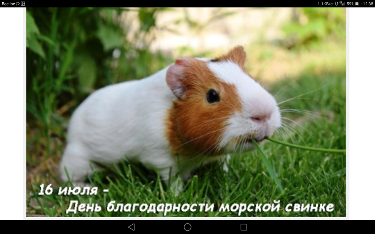 Доброе утро аннушка картинки красивые