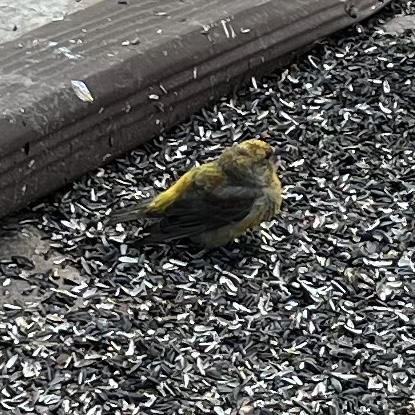 A34-D1-DFC-F23-F-47-A8-BB15-ED6-BF146204