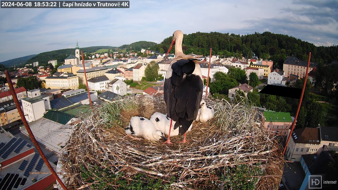Tiešraidē no stārķa ligzdas uz alus darītavas skursteņa Trutnovā 16-21-22 screenshot