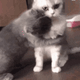 https://i.postimg.cc/3NV38CLk/5406794738202320316.gif