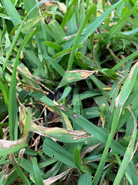 Gray leaf spot out of control in St. Augustine lawn | Lawn Care Forum