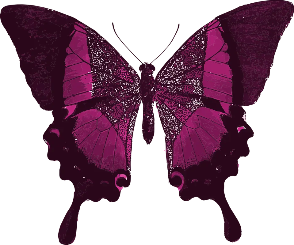 magenta-butterfly-1241705-1280.webp