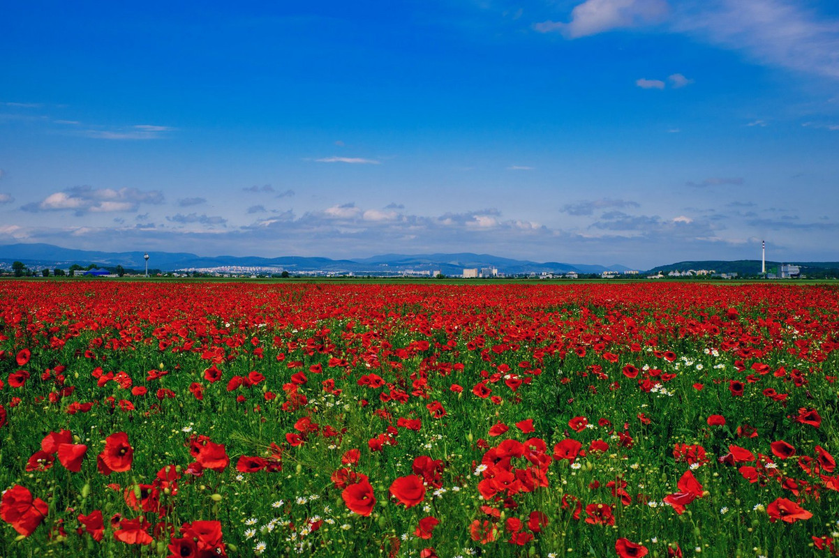 red-field-poppies.jpg