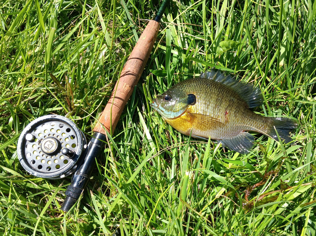 Flyrod Sunfish