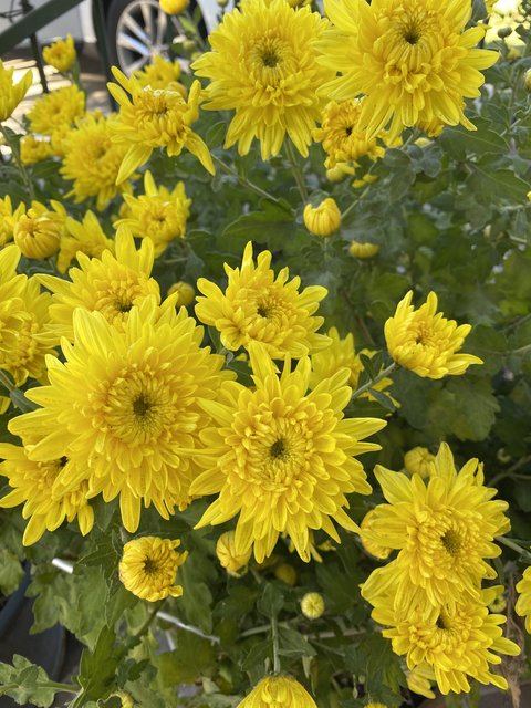 [Image: 116-A058-B-0-FC0-4-CDD-8-C2-A-D1-ECC554-DEEB.jpg]