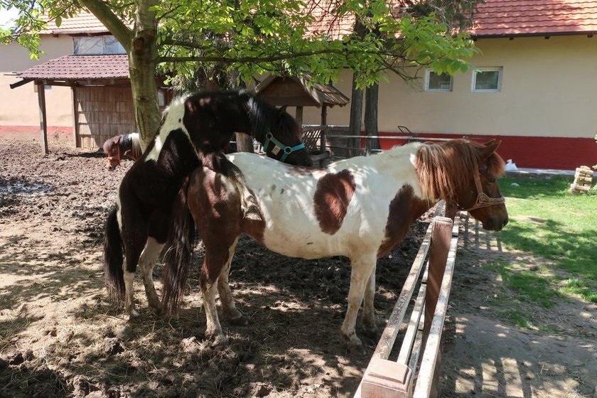 Zmixijada2019