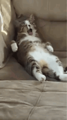 IMG-5223.gif