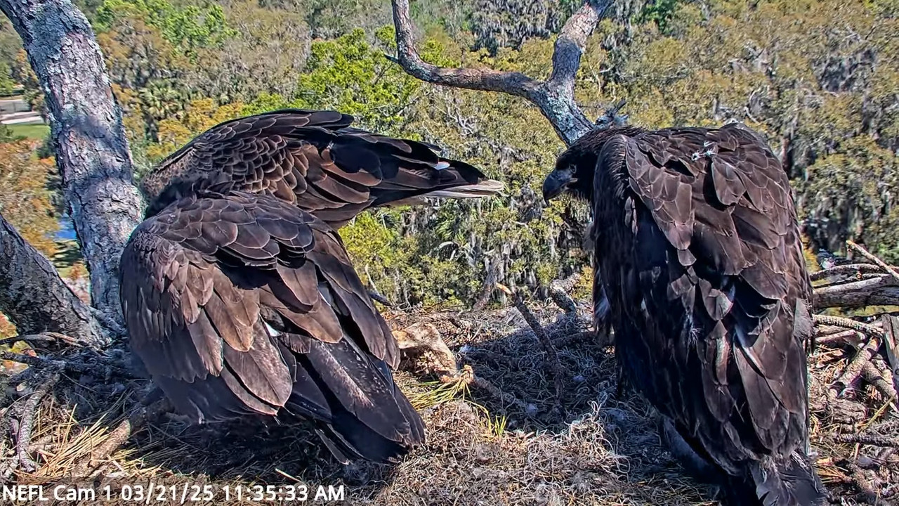 NEFL Cam 1 — tiešraidē Bald Eagle Cam 14-34-25 screenshot