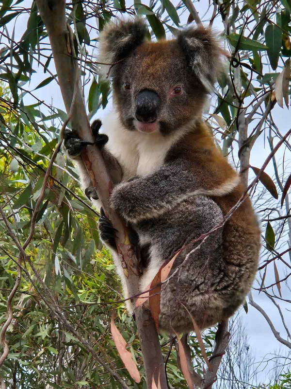 Koala…