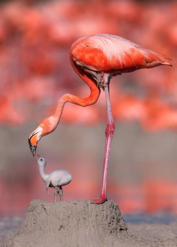 70062BA4 188F 4A0B 8318 9EA2E3669FDA