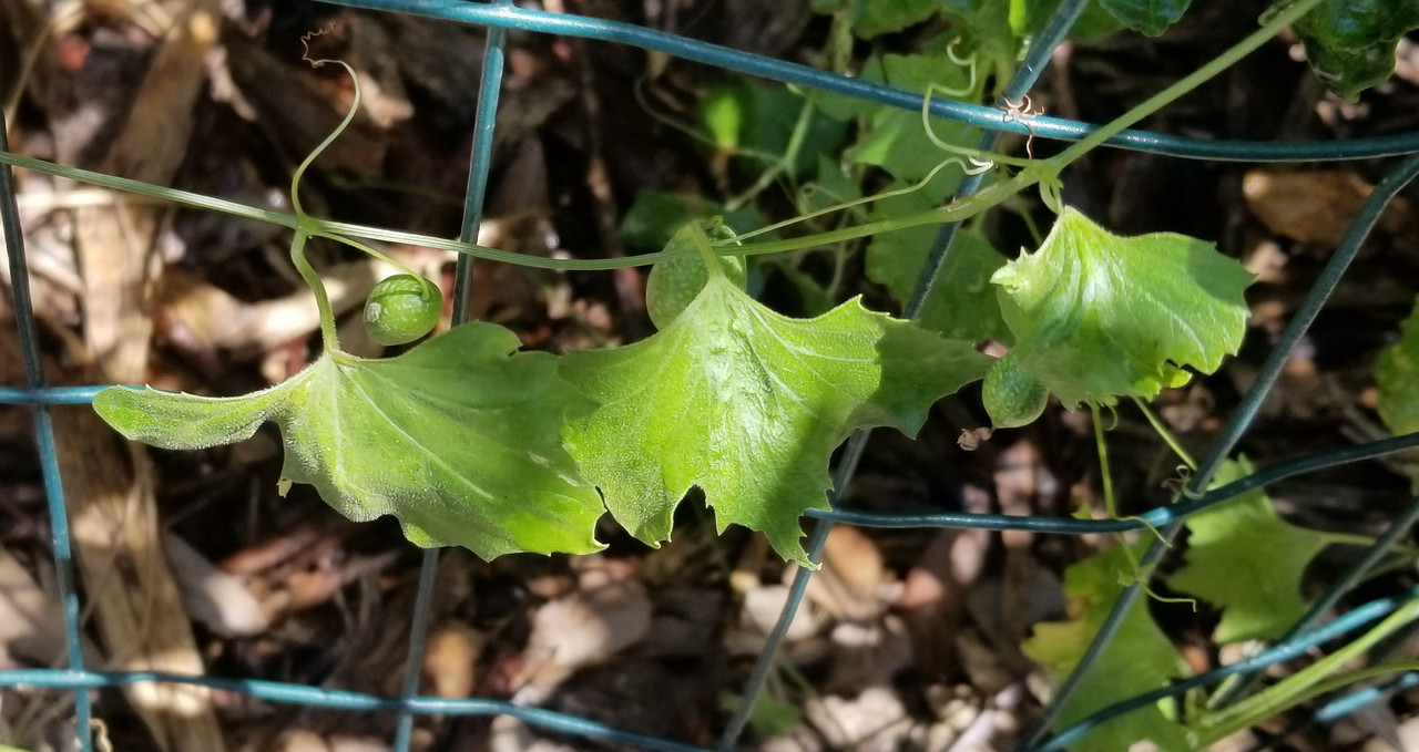 cuke vine cropped 20200713_121825
