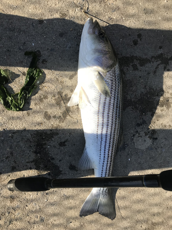 Maine going hard line on Circle Hook Striped Bass Regulation
