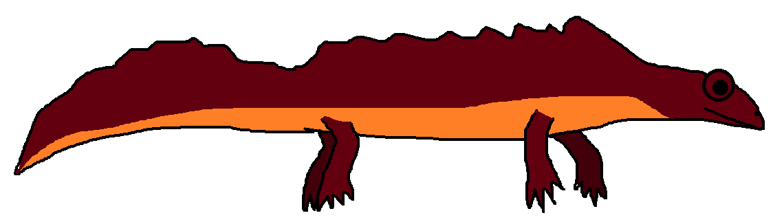 Большой тритон