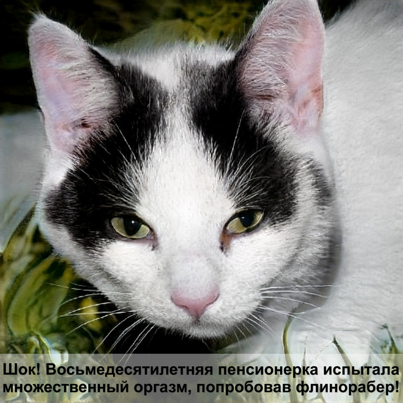 корм проплан для кошек