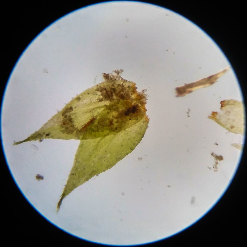 IMG 20250617 111743 HDR