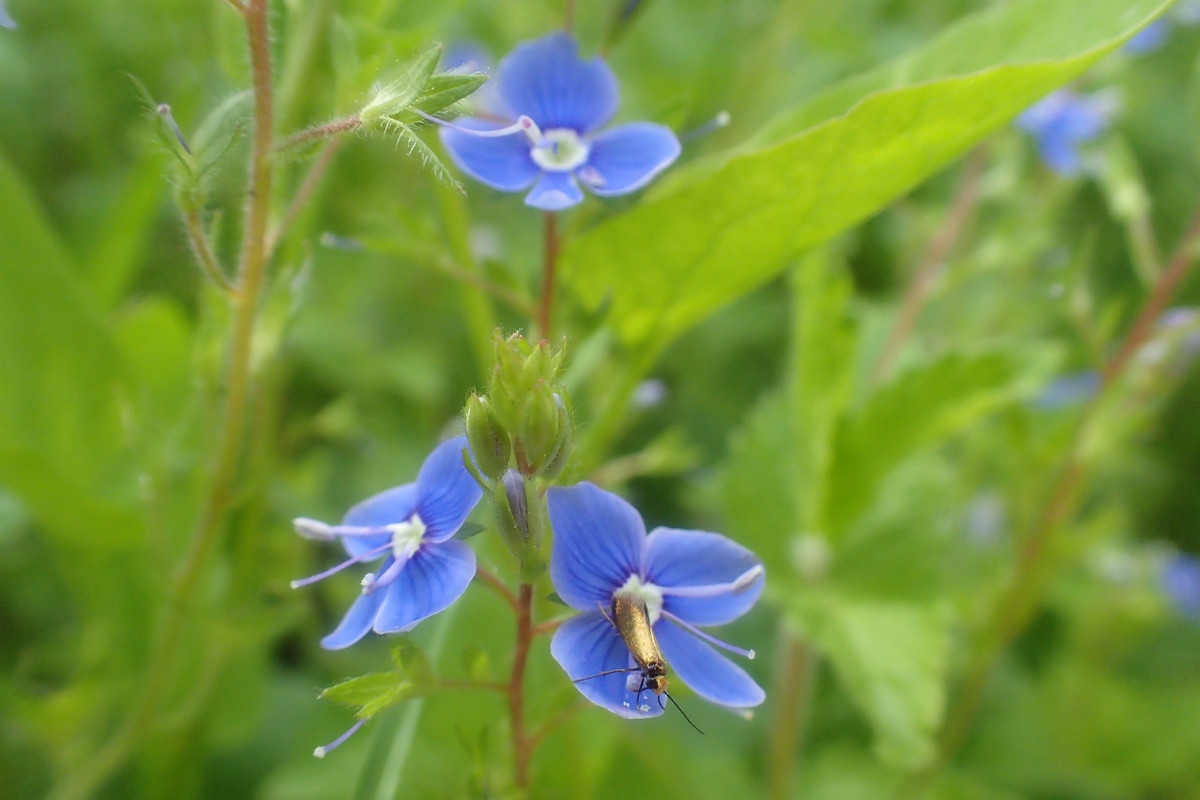 2019_0609G_STRAŻOWSKIE0015
