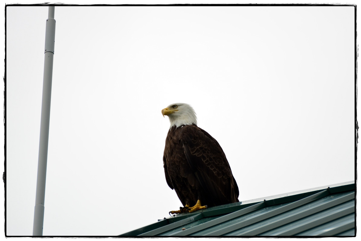 Alaska por tierra, mar y aire - Blogs de America Norte - 24 de junio. Juneau (11)