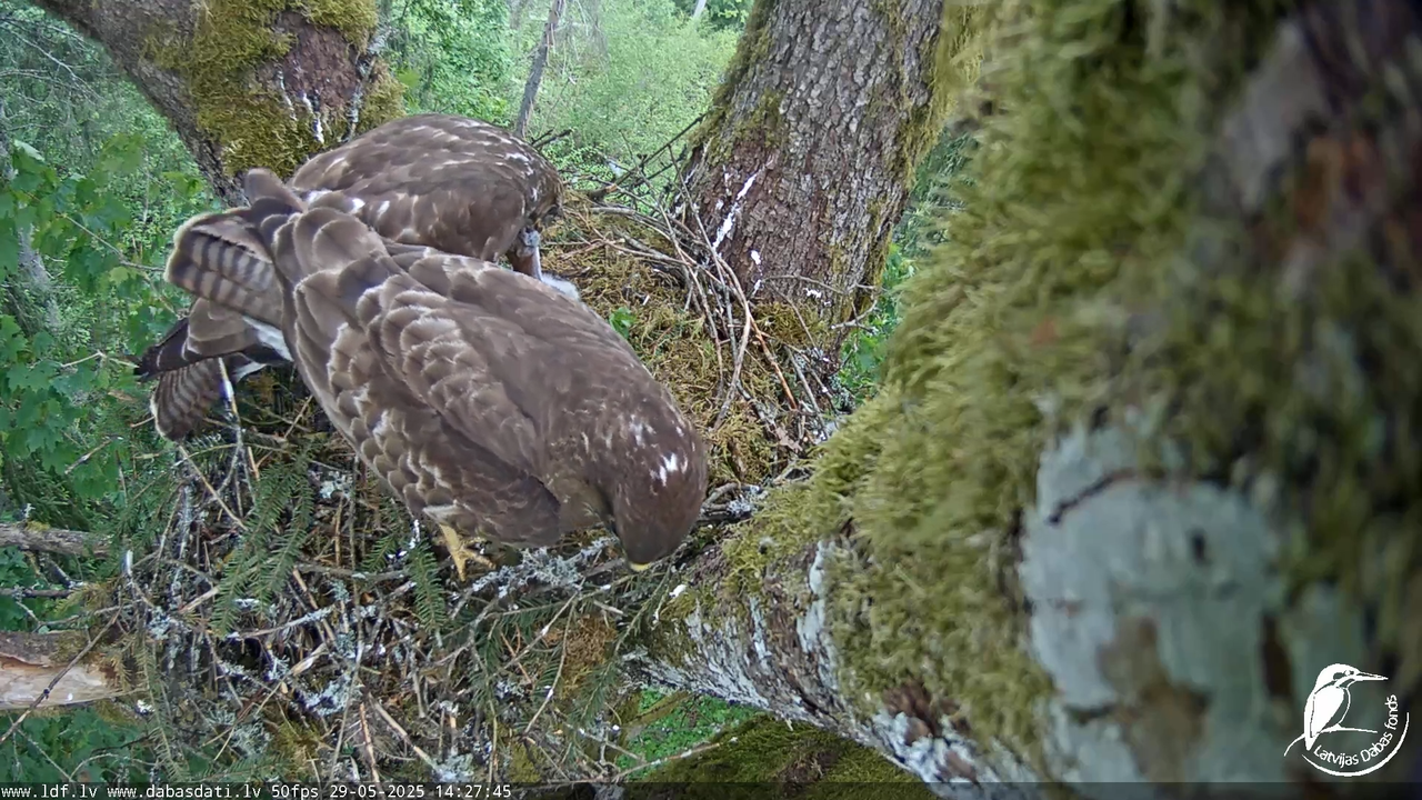 Melnās klijas (Milvus migrans) Kurzemē_ peļu klijāni (Buteo buteo) 11-2-35 screenshot
