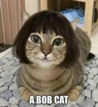 [Image: bobcat.png]