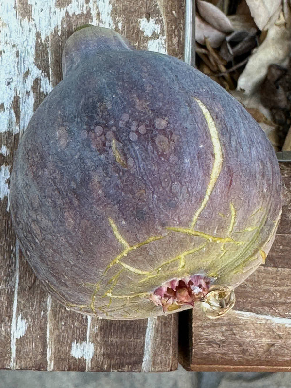 figs-27.jpg