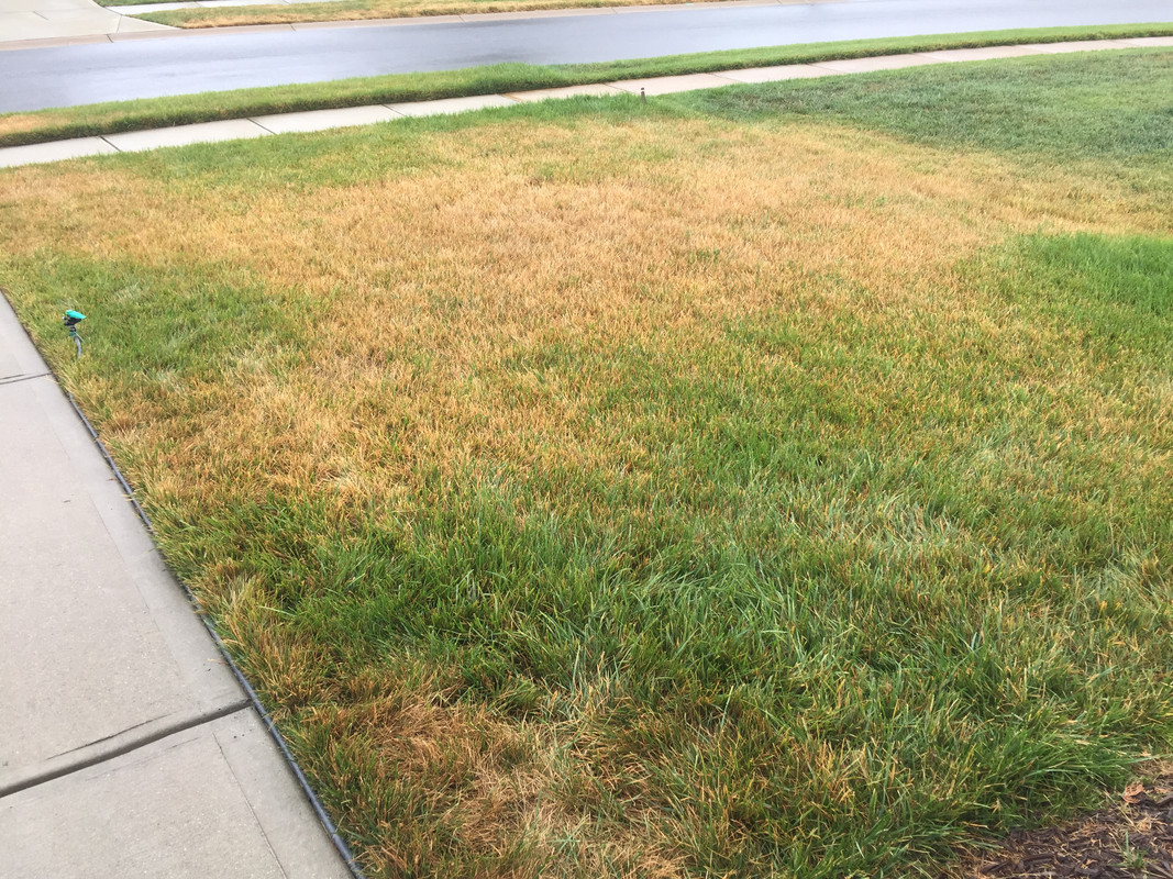 Microgreene 002 Experiment on dormant TTT Fescue Lawn Care Forum