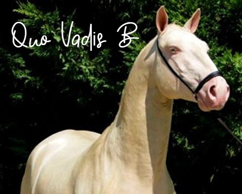 quovadisb