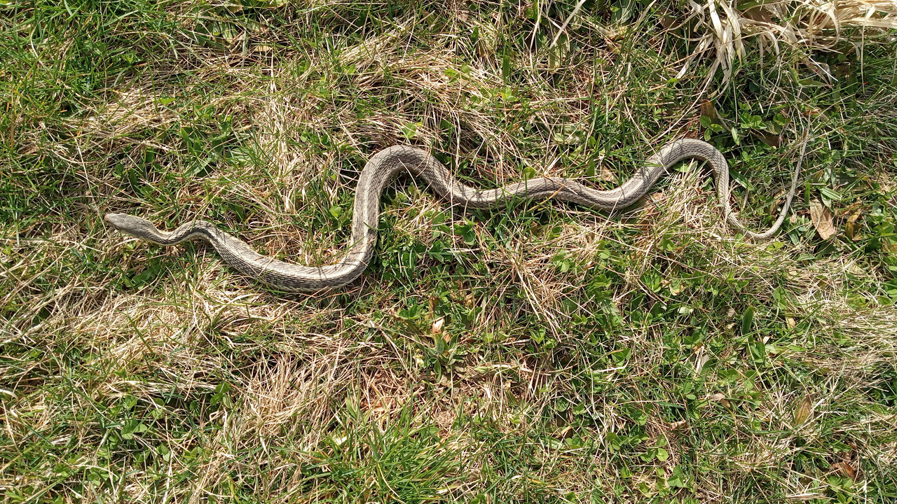 snake 3:18:23