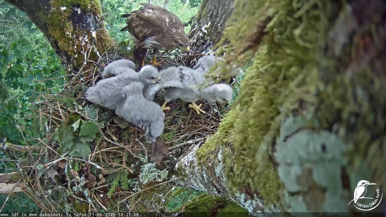 Melnās klijas (Milvus migrans) Kurzemē_ peļu klijāni (Buteo buteo) 12-49-24 screenshot
