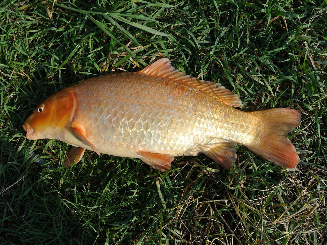 Добрянка 21.09.14 08