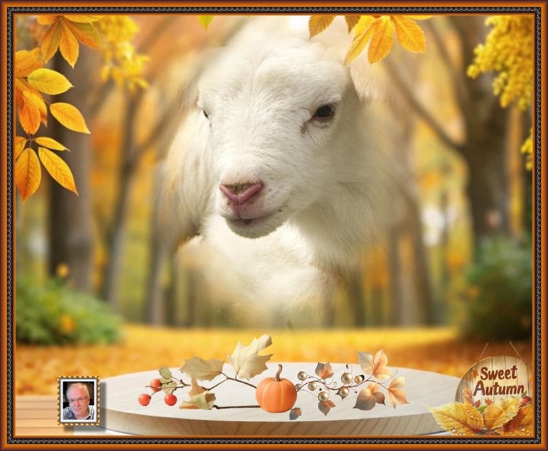 MOOIE-KATER-2