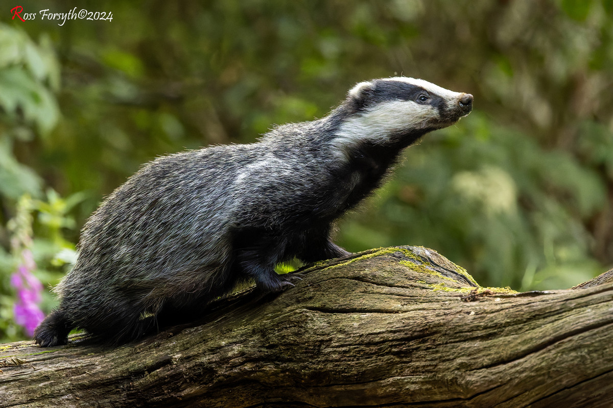 20240626-_5RF0502-CR3