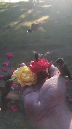 Hummingbirds-love-Roses