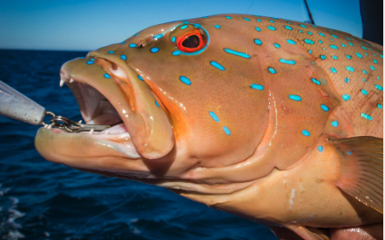 Screenshot 2024-11-07 at 2.19.39 PM