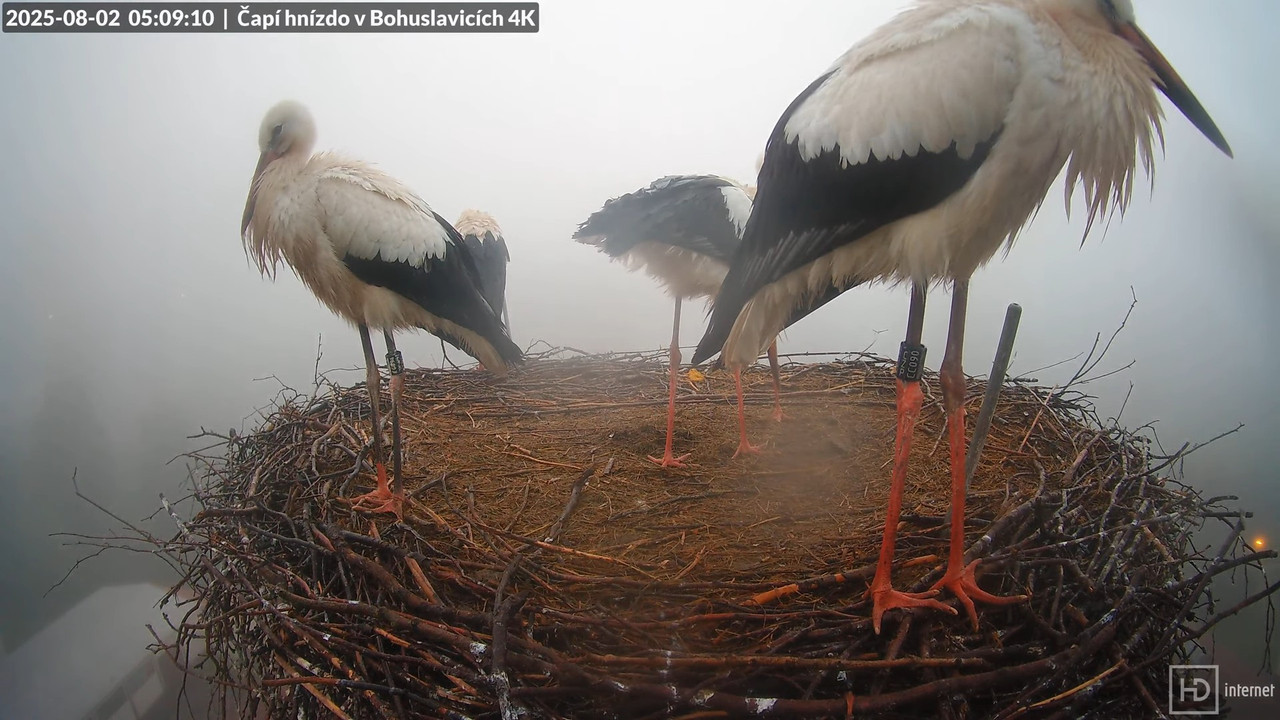 Tiešraide no KARA uzņēmuma stārķu skursteņa Bohuslavicē netālu no Trutnovas 9-46-24 screenshot