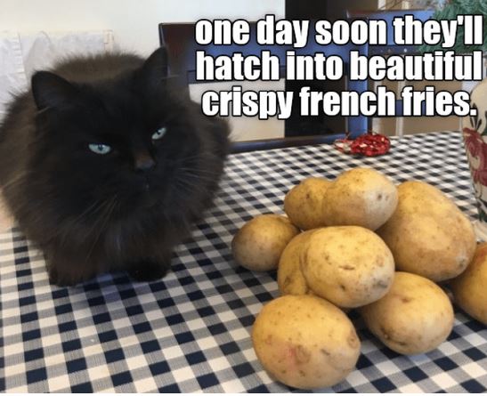cat-french-fries.jpg