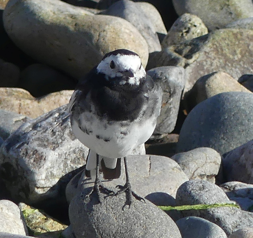 PIED WAG 1 140824