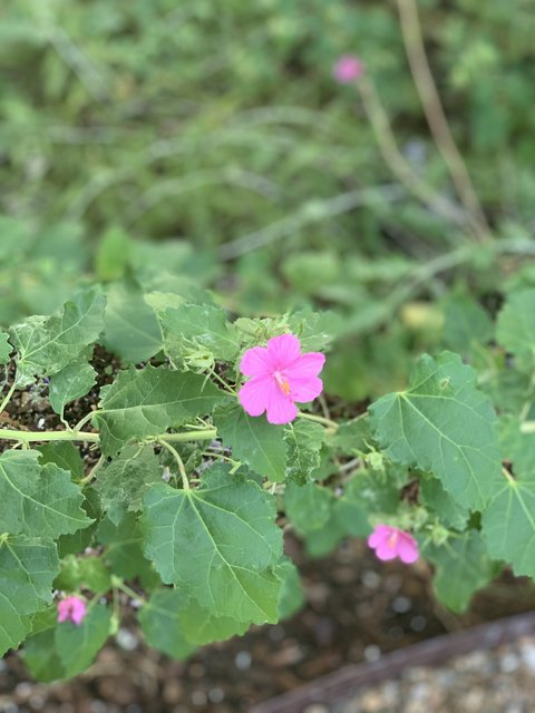 [Image: FF1CB987-5F5B-42BE-AA95-CD3D536E70A2.jpg]