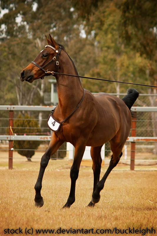 bay-stock-horse-foal-trot-stock-by-buckleighh-dexru13.jpg