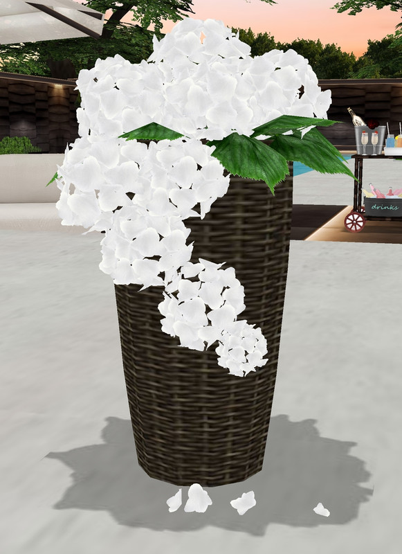 White-Plant
