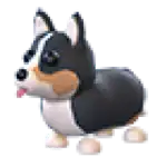 Royal Corgi