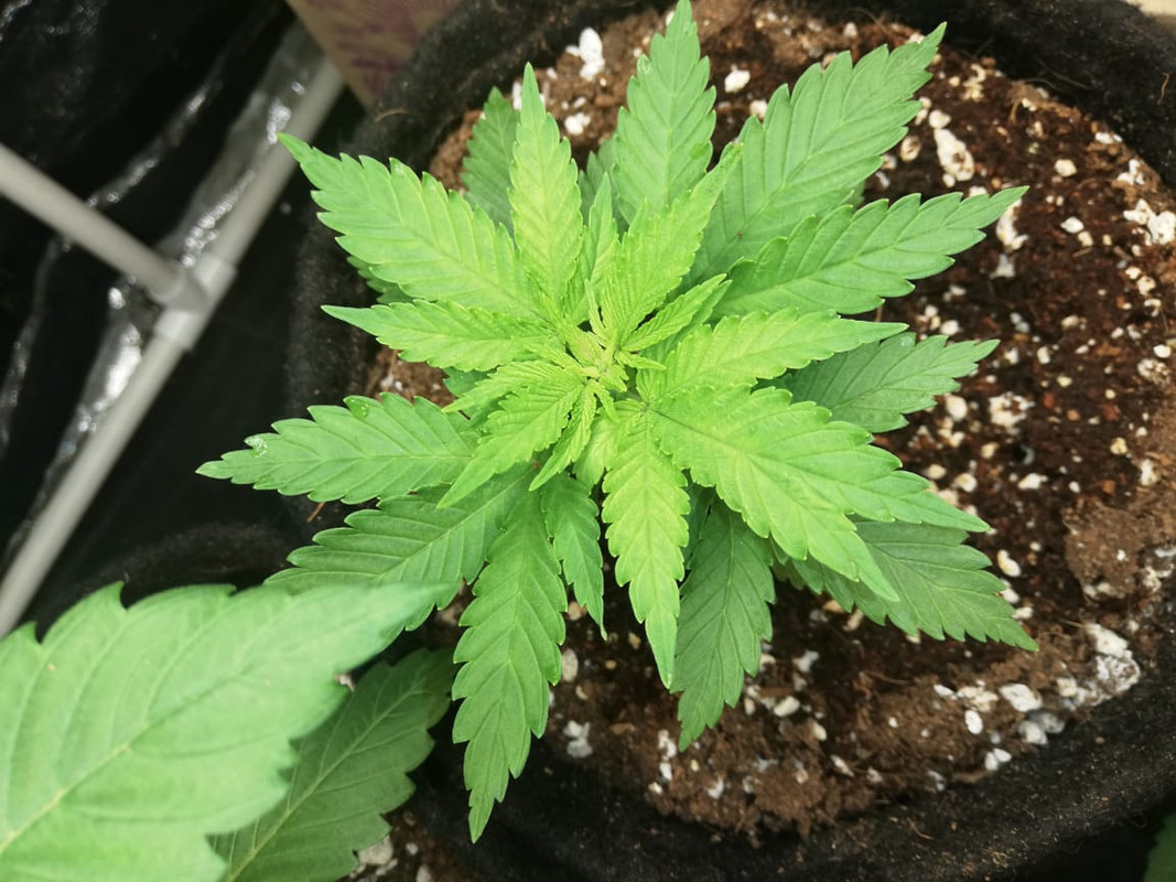 WhatsApp Image 2020-07-07 at 8.06.32 AM (2)