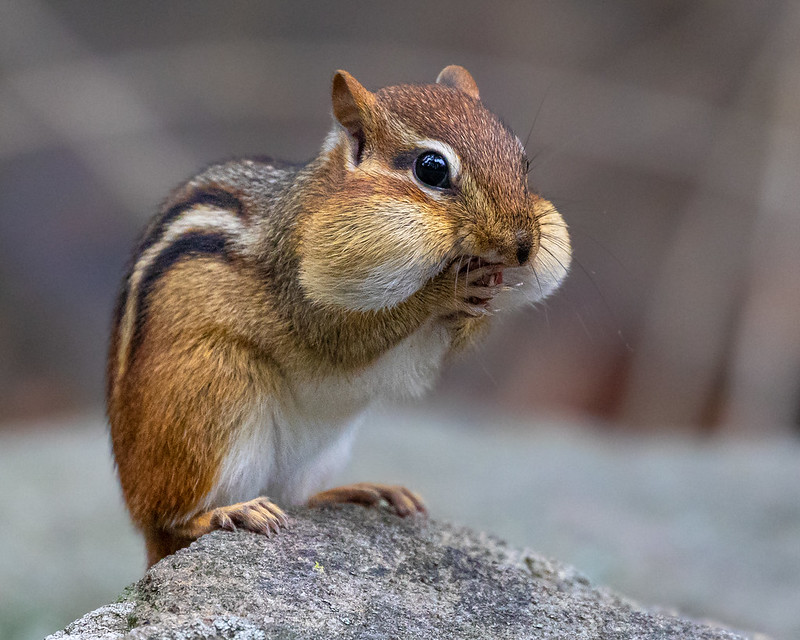 brown-chipmunk.jpg