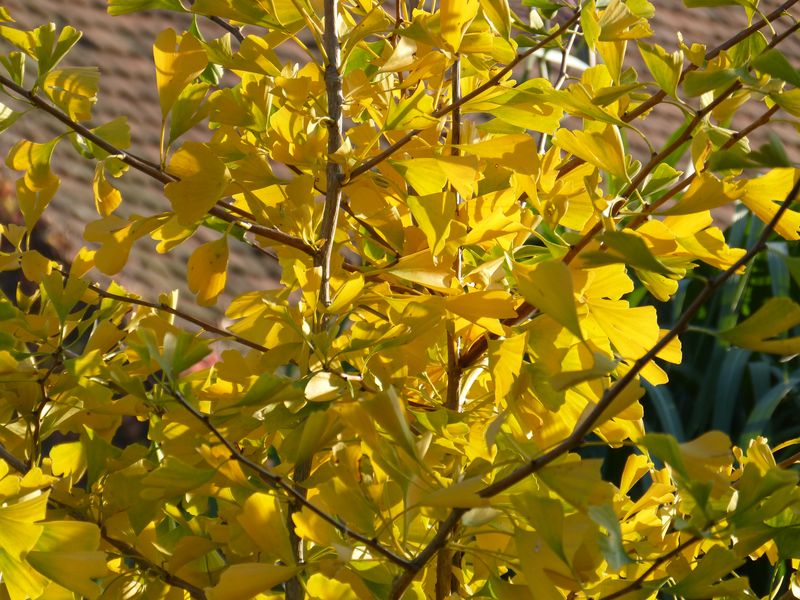2014-11-07 Herbstfärber - Gingko