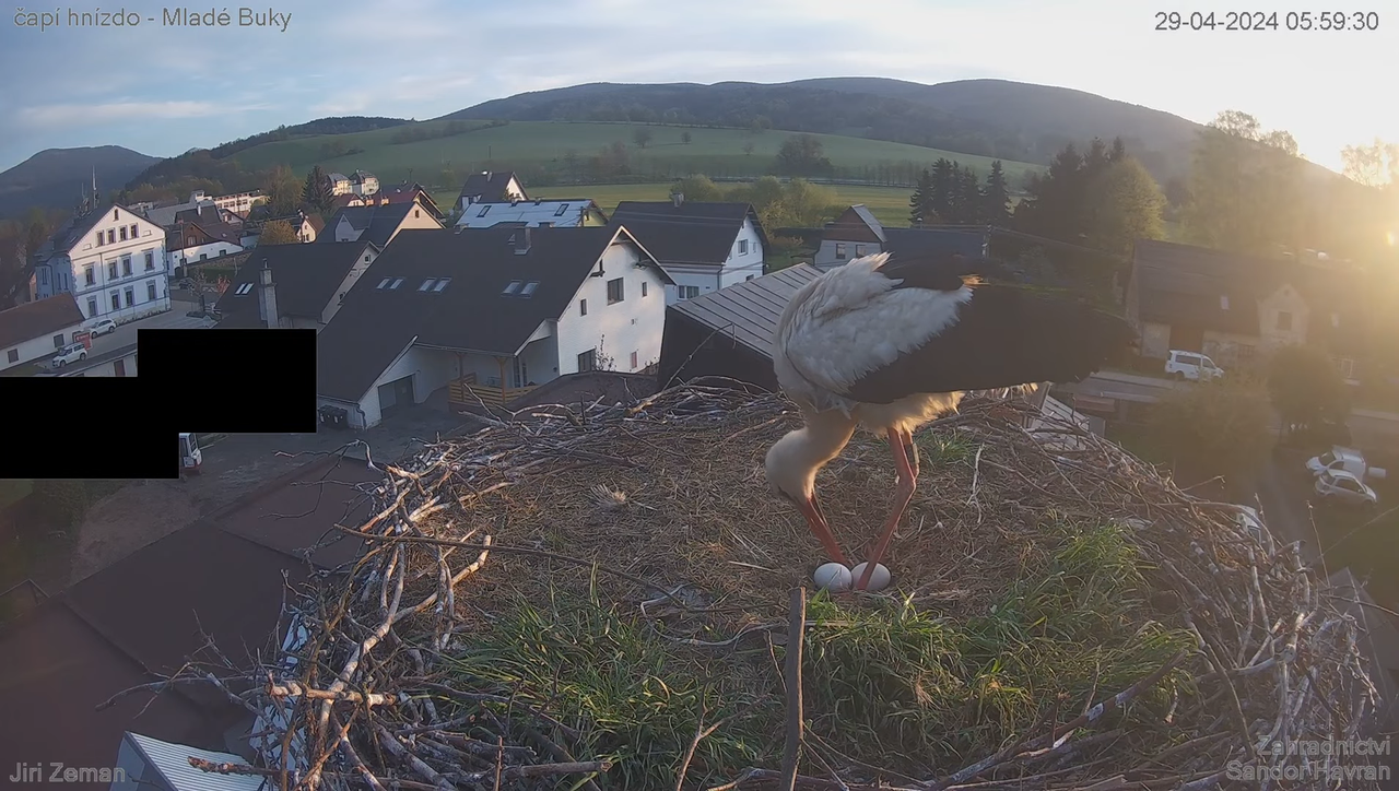 Živá kamera - Mladé Buky - čapí hnízdo 4-18-13 screenshot