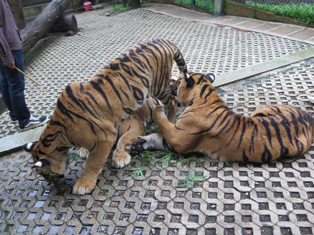 TAILANDIA Y CAMBOYA POR MENOS DE 1000€, VIAJE MARCA DE LA CASA - Blogs de Tailandia - Día 7 - Chiang Mai: Woody Elephant, Tiger Kingdom y Night Market (5)