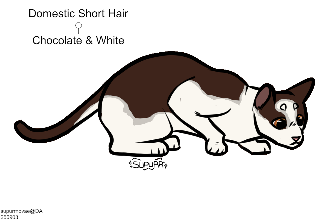 Choc-White-DSH.png